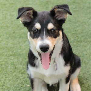 Say hello to the Cheese Dogs Each of these husky mix pups is sweet playful and ready to continue 