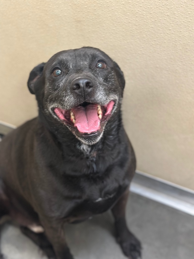 Duke, an adoptable Labrador Retriever, Pit Bull Terrier in Green River, WY, 82935 | Photo Image 1