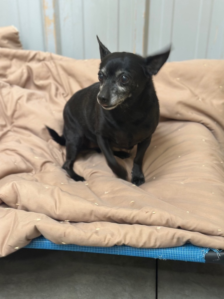 Ella, an adoptable Chihuahua in Green River, WY, 82935 | Photo Image 1
