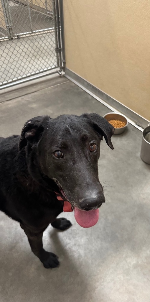Jackson, an adoptable Labrador Retriever, German Shepherd Dog in Green River, WY, 82935 | Photo Image 1