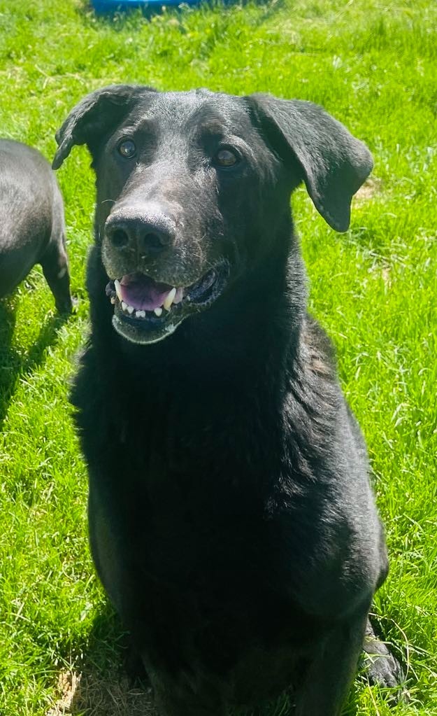 Jackson, an adoptable Labrador Retriever, German Shepherd Dog in Green River, WY, 82935 | Photo Image 1