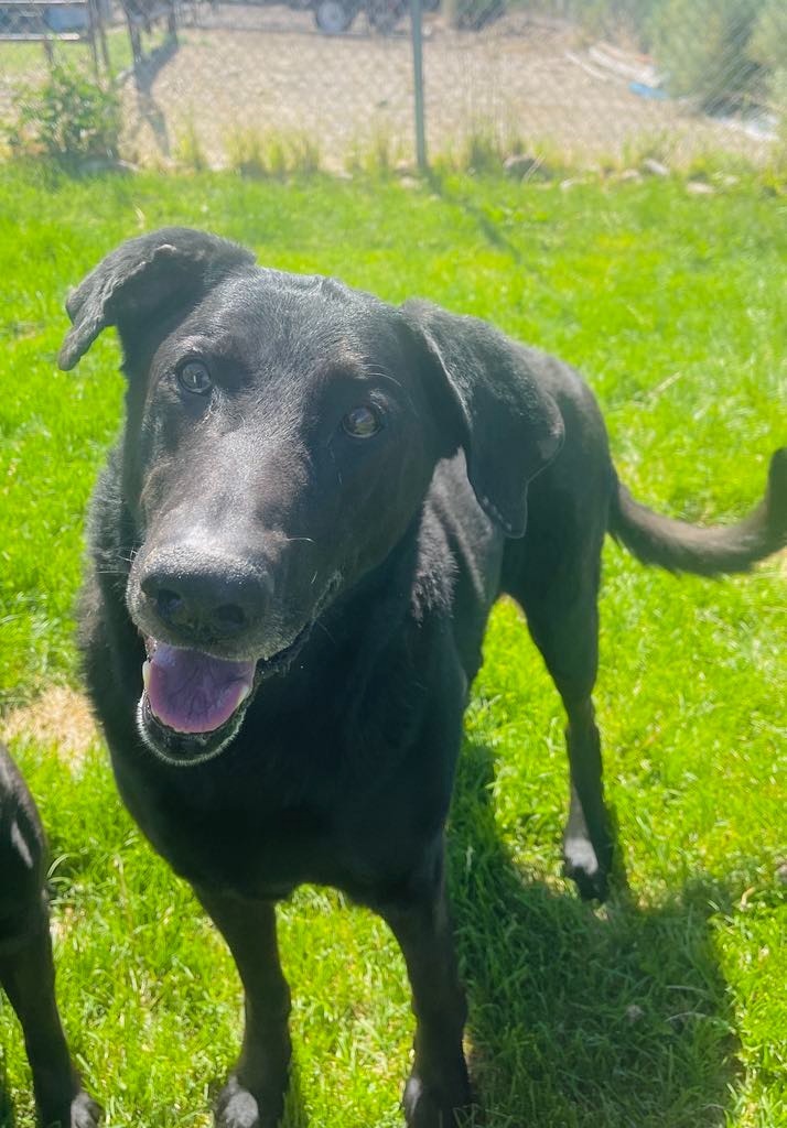 Jackson, an adoptable Labrador Retriever, German Shepherd Dog in Green River, WY, 82935 | Photo Image 4