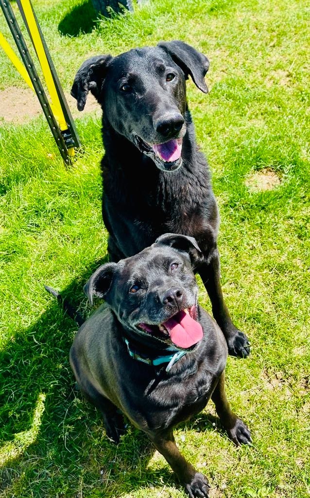 Jackson, an adoptable Labrador Retriever, German Shepherd Dog in Green River, WY, 82935 | Photo Image 6