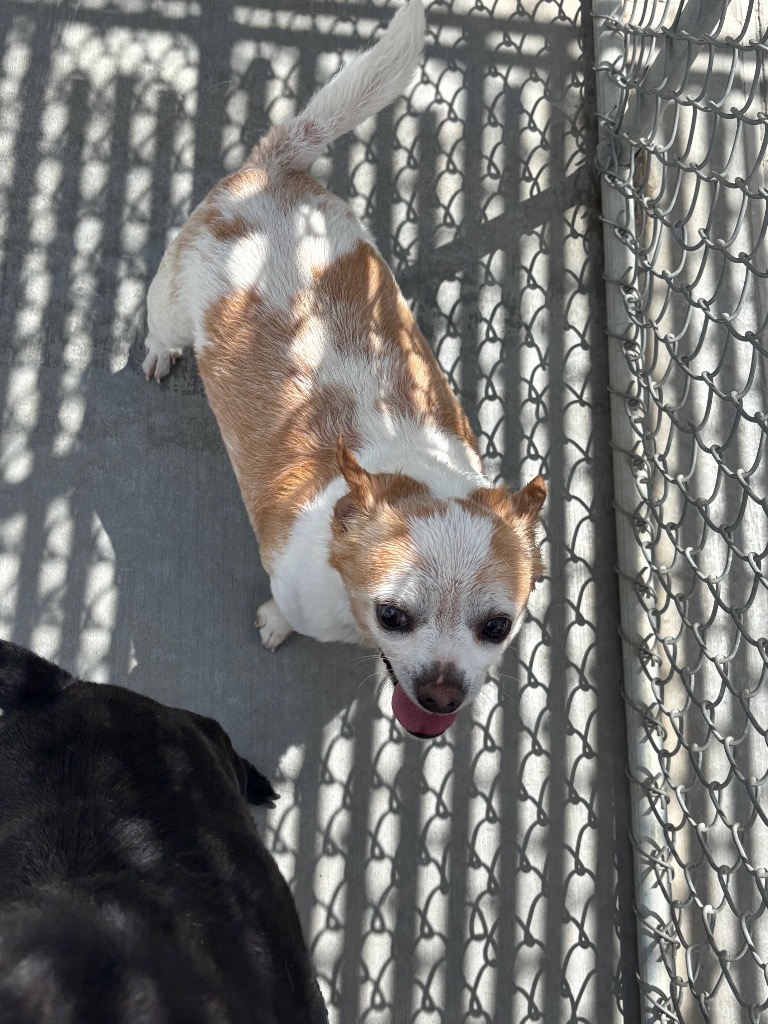 Harlowe, an adoptable Chihuahua in Green River, WY, 82935 | Photo Image 1