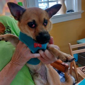 Ro-Bee Chihuahua Dog