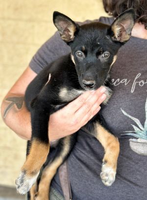 Tulip, Baby Female German Shepherd Dog