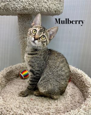 Mulberry, Baby Female unknown