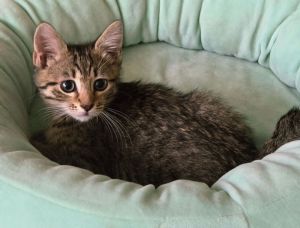 Bonsai, Baby Male Domestic Short Hair