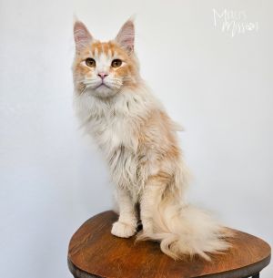 Boston Baked Bean Domestic Long Hair Cat