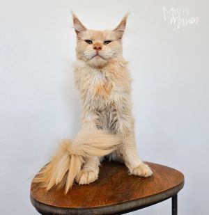 Zot Domestic Long Hair Cat
