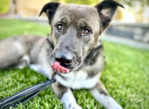 Meet Quota This boy came to us from SCRAPS after undergoing several weeks of crate rest Hes conti