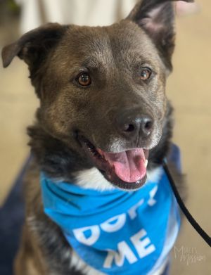 Meet Quota This boy came to us from SCRAPS after undergoing several weeks of crate rest Hes conti
