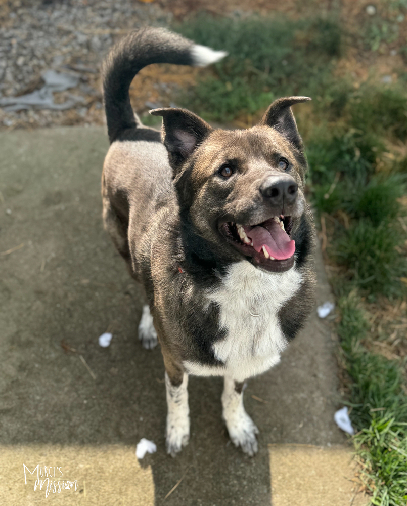 Quota, an adoptable Husky, Akita in Spokane , WA, 99209 | Photo Image 2
