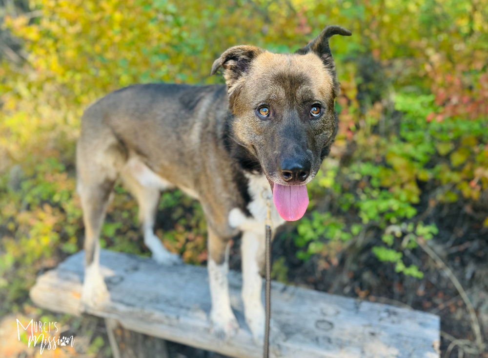 Quota, an adoptable Husky, Akita in Spokane , WA, 99209 | Photo Image 3