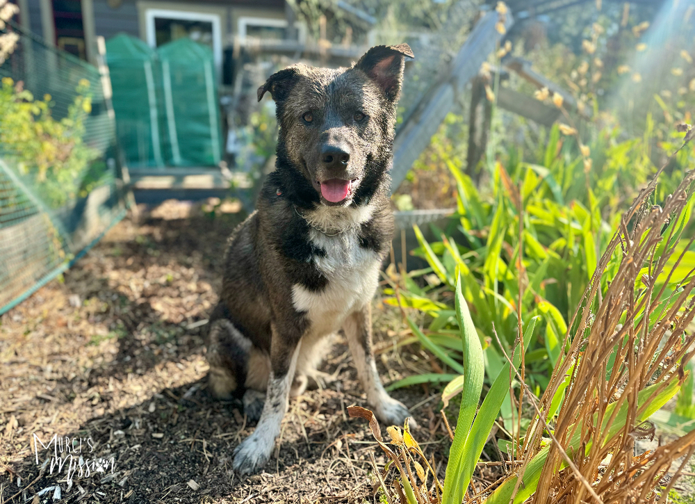 Quota, an adoptable Husky, Akita in Spokane , WA, 99209 | Photo Image 4