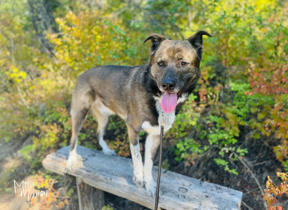 Quota, an adoptable Husky, Akita in Spokane , WA, 99209 | Photo Image 5