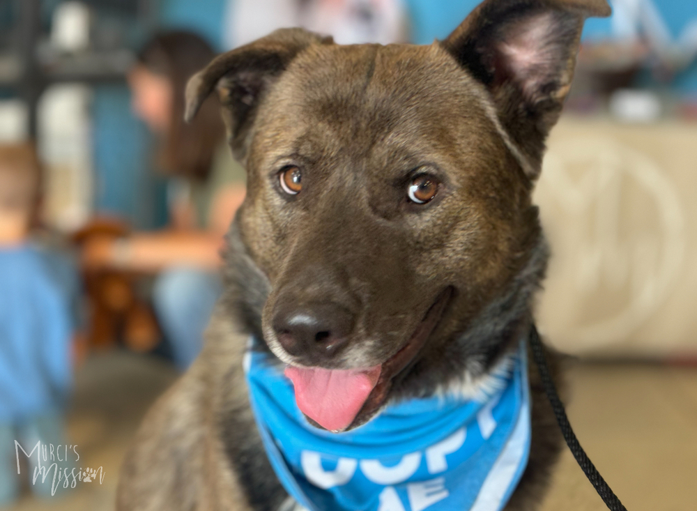 Quota, an adoptable Husky, Akita in Spokane , WA, 99209 | Photo Image 6