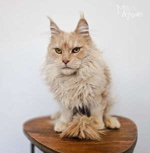 Bit-O-Honey came to Murcis Mission when her previous owner became overwhelmed with a large volume o