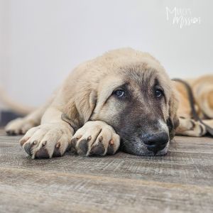 Lewis Mastiff Dog