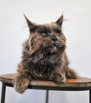 Big Hunk Maine Coon Cat