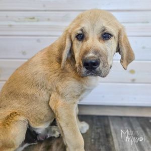 Clark Mastiff Dog