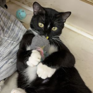 Emery Domestic Short Hair Cat