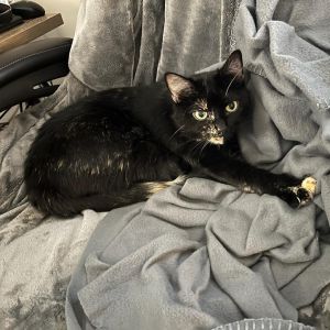 Riley Domestic Medium Hair Cat