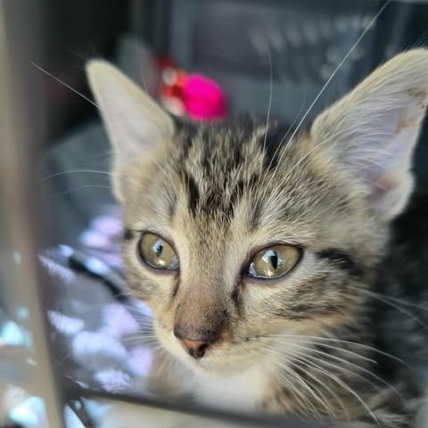Draven, an adoptable Domestic Medium Hair in Jacksonville, OR, 97530 | Photo Image 1