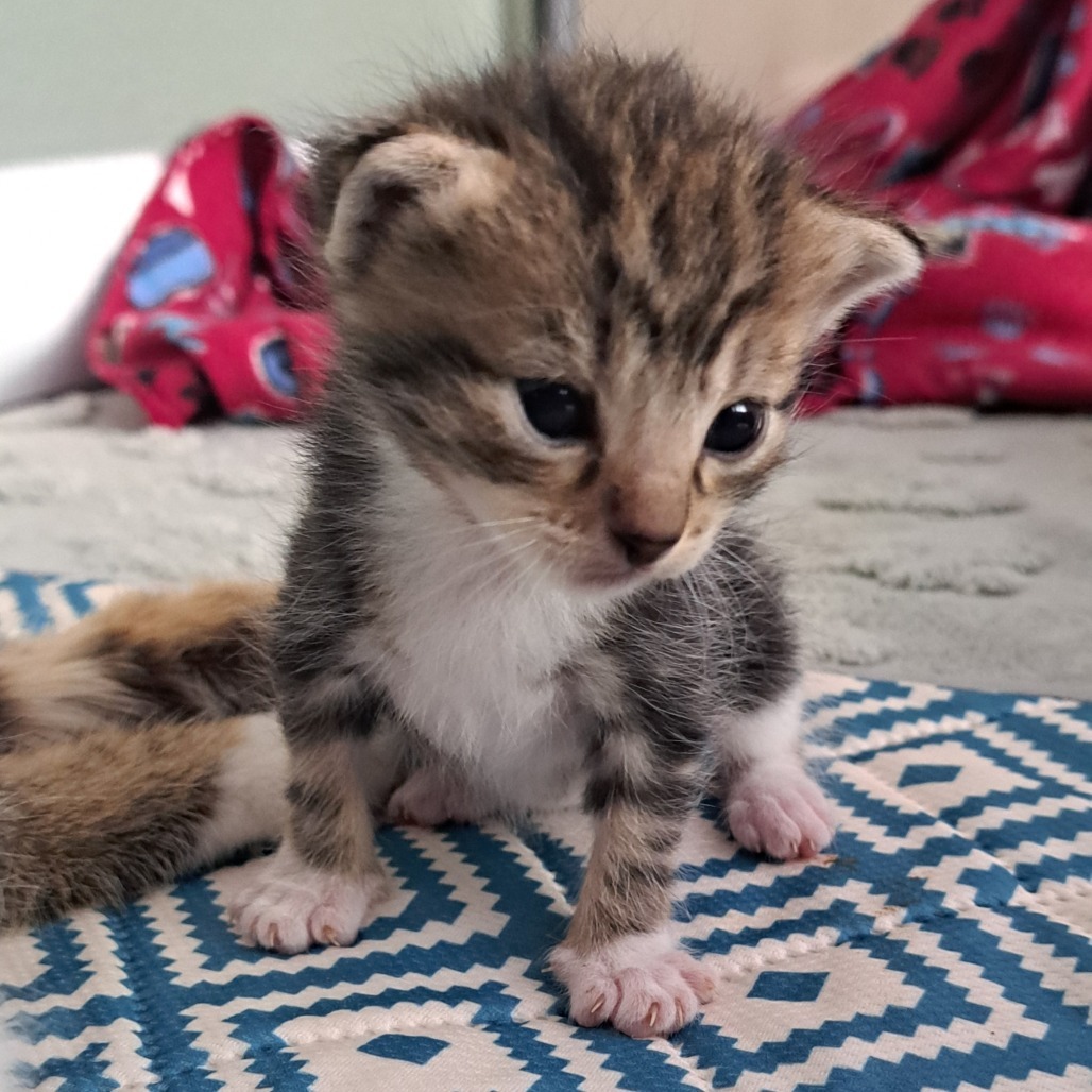 Draven, an adoptable Domestic Medium Hair in Jacksonville, OR, 97530 | Photo Image 2