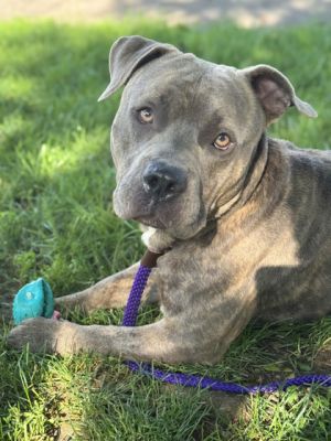 Ruxpen, Adult Male Pit Bull Terrier