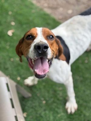 Dottie, Adult Female Treeing Walker Coonhound