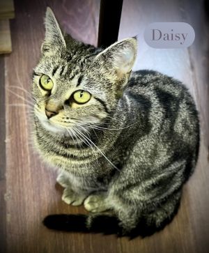 Daisy, Young Female Tabby