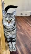 Daisy photo 4