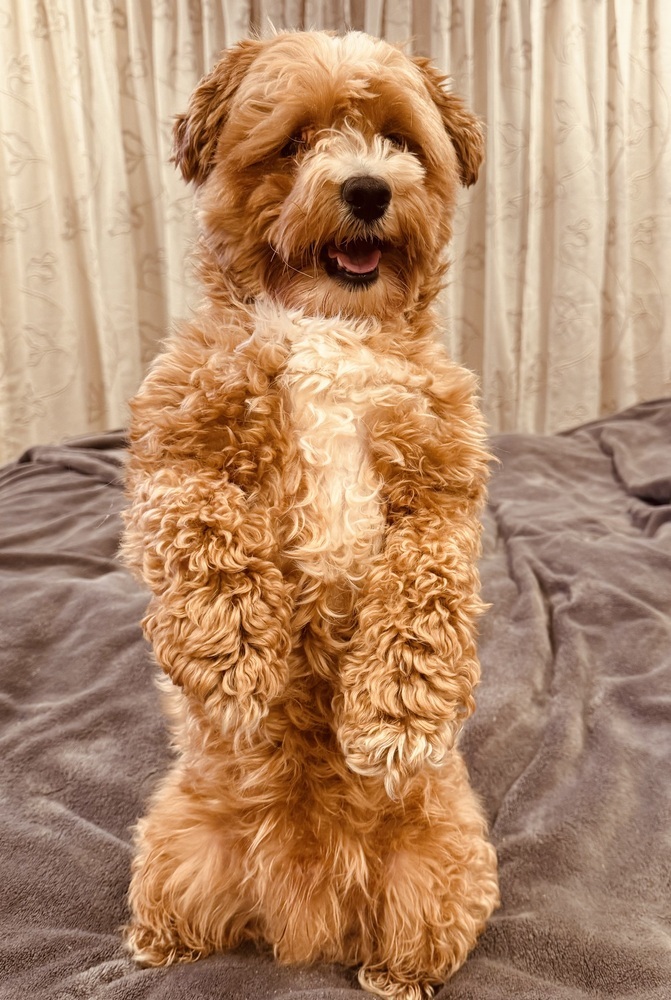 TEDDY