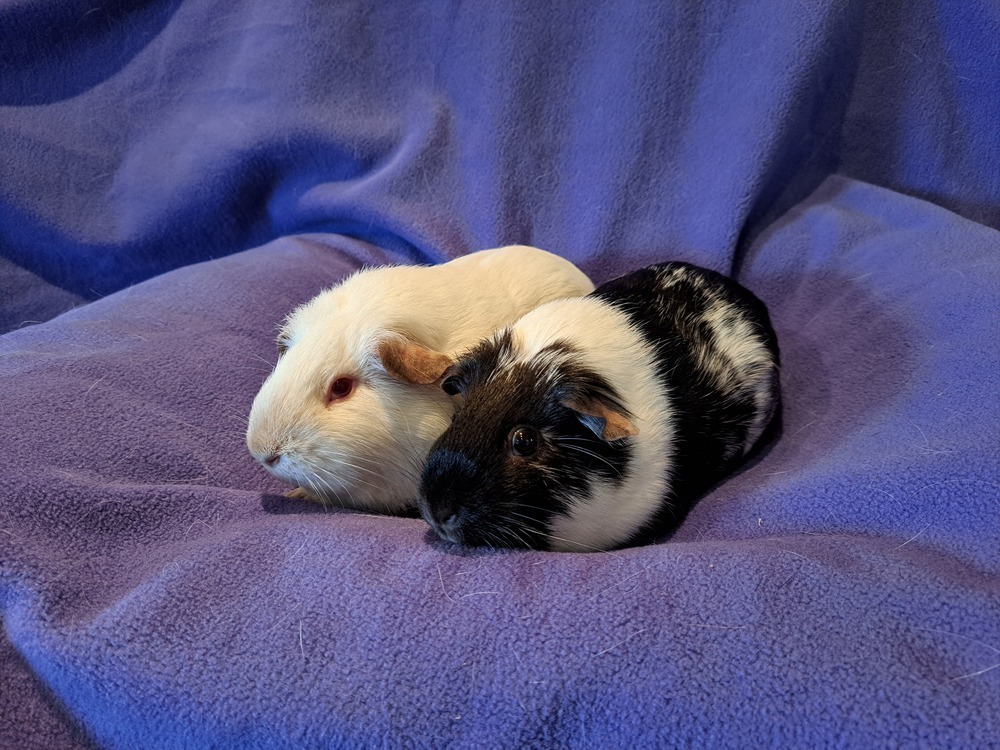 Pearl and Ruby
