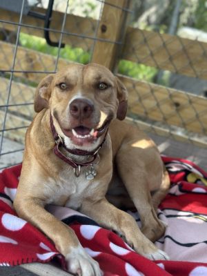 Iowa, Young Male Labrador Retriever