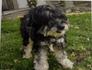 Dusty, Senior Male Poodle