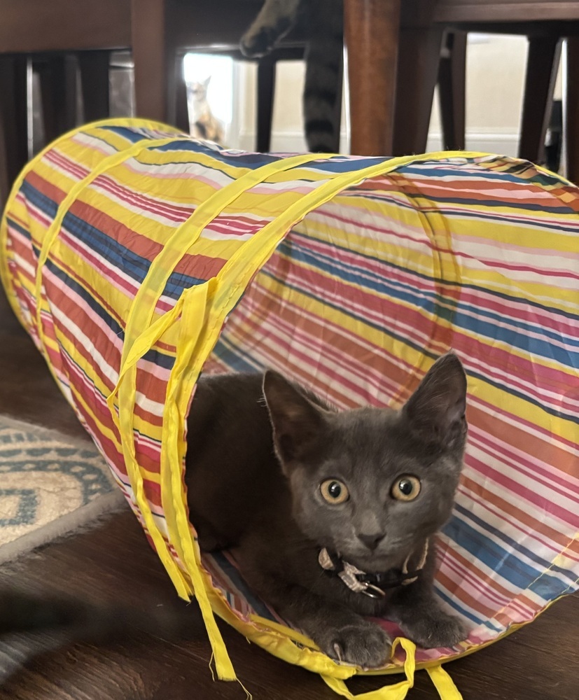 Slate (Bonded with Silvio)