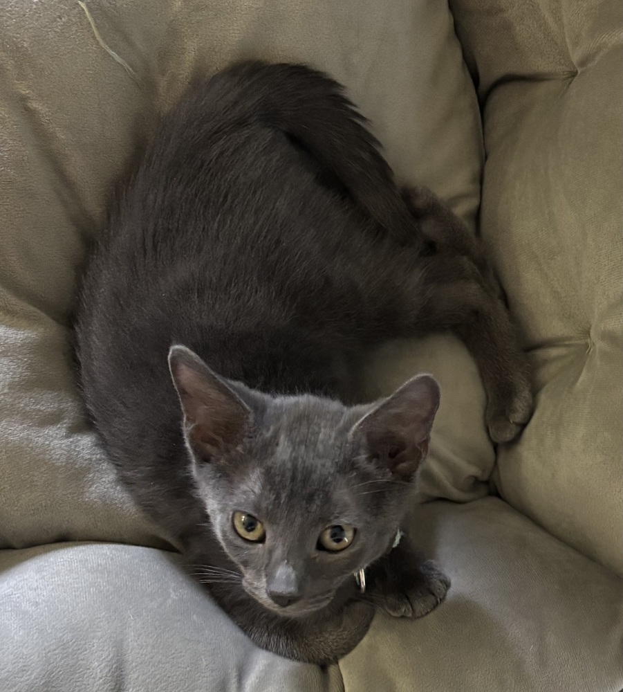 Silvio (Bonded with Slate)