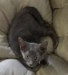Silvio (Bonded with Slate) photo 1