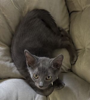 Silvio (Bonded with Slate), Baby Male unknown