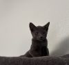 Silvio (Bonded with Slate) photo 2
