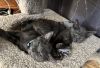 Silvio (Bonded with Slate) photo 3