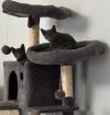 Silvio (Bonded with Slate) photo 5