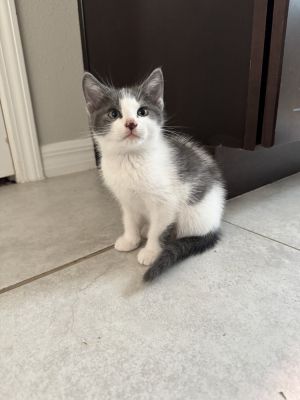 Cedar (bonded with Sequoia), Adult Male unknown