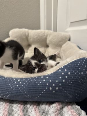 Briar, Adult Female Domestic Short Hair
