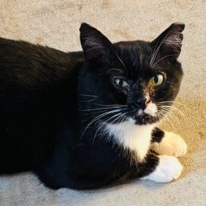 Sylvester (25-1750), Adult Male Domestic Short Hair