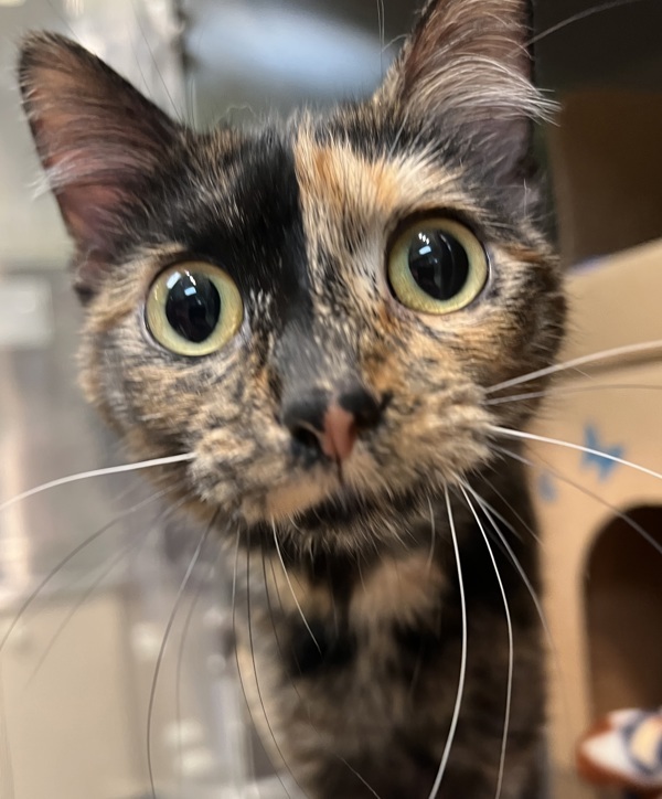 Kitty