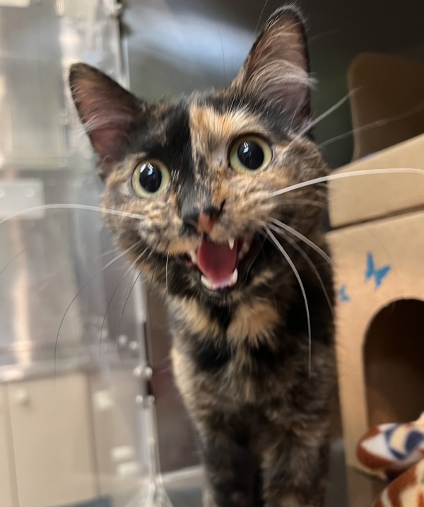 Kitty