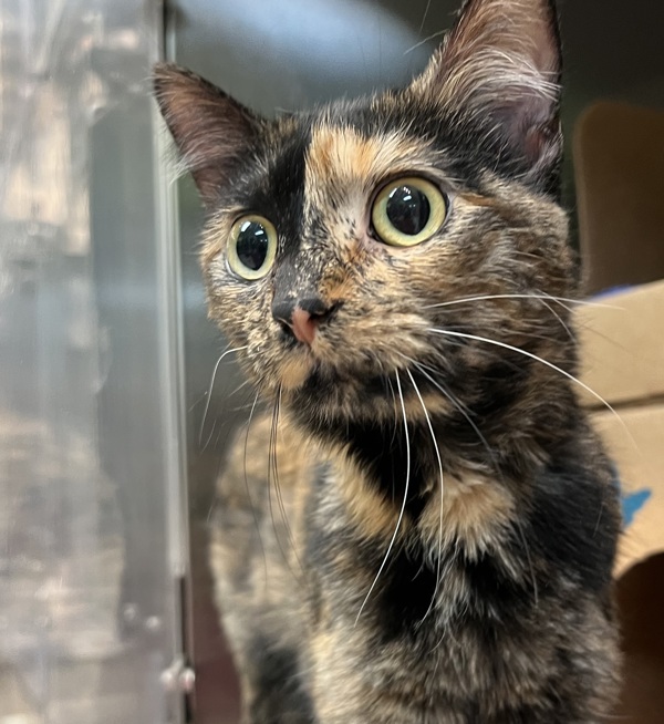 Kitty